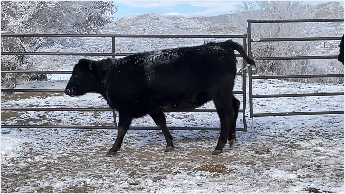 BH121B5 Fancy Home raised bred heifers! 42 head